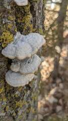 Trichaptum subchartaceum