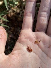 Alphitobius diaperinus