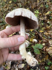 Agaricus hondensis