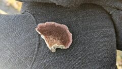 Trichaptum subchartaceum