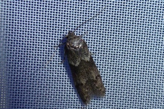 Blastobasis glandulella