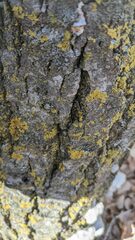 Trichaptum subchartaceum