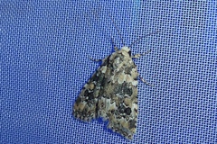Bryophila domestica