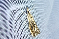 Catoptria verellus