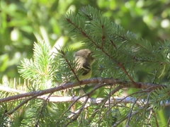 Empidonax difficilis