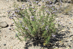 Junellia crithmifolia