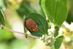 Solenosthedium bilunatum