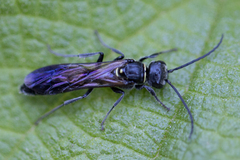 Thynninae
