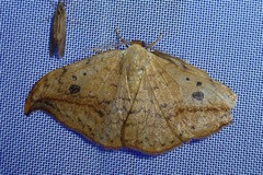 Drepana falcataria