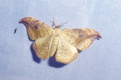 Drepana falcataria
