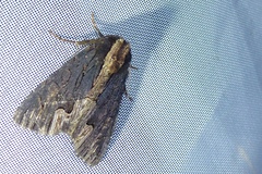 Dypterygia scabriuscula