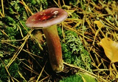 Russula queletii