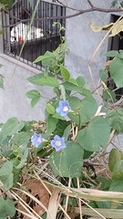 Ipomoea parasitica