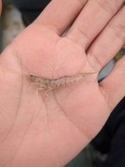 Penaeus
