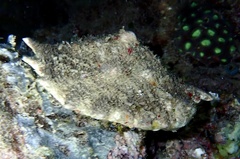 Dardanus lagopodes