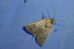 Hoplodrina octogenaria