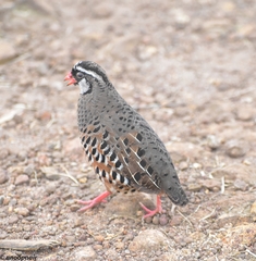 Perdicula erythrorhyncha