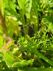 Microlinyphia sterilis