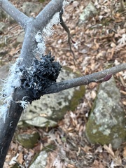 Prociphilus tessellatus