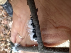 Prociphilus tessellatus