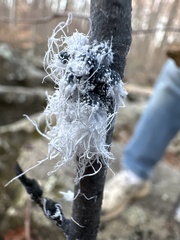 Prociphilus tessellatus