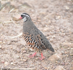 Perdicula erythrorhyncha