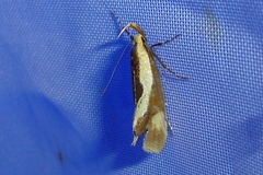 Harpella forficella