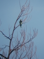 Chrysococcyx caprius