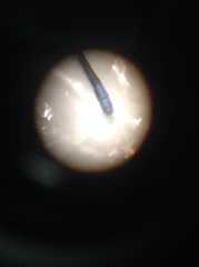 Argia fumipennis