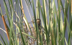 Acrocephalus bistrigiceps