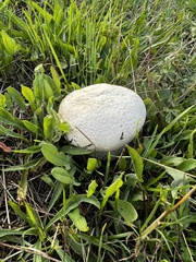 Lycoperdon