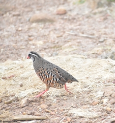 Perdicula erythrorhyncha