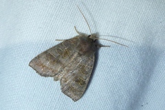 Ipimorpha subtusa