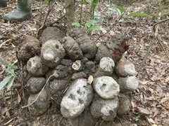 Dioscorea cirrhosa