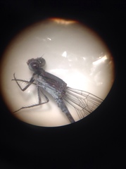 Argia fumipennis