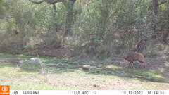 Tragelaphus sylvaticus sylvaticus