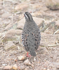 Perdicula erythrorhyncha