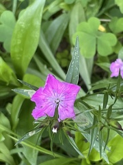 Dianthus chinensis × barbatus