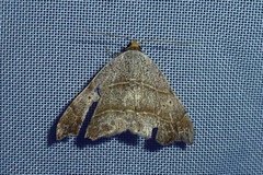 Laspeyria flexula