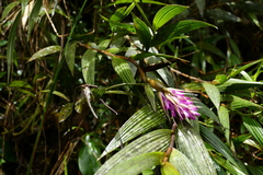 Elleanthus maculatus