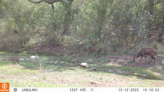 Tragelaphus sylvaticus sylvaticus