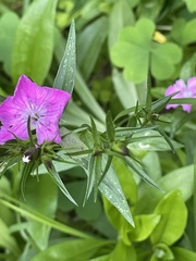 Dianthus chinensis × barbatus