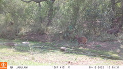 Tragelaphus sylvaticus sylvaticus