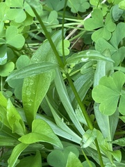 Dianthus chinensis × barbatus