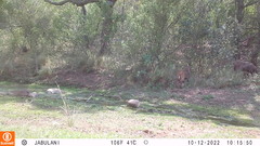 Tragelaphus sylvaticus sylvaticus