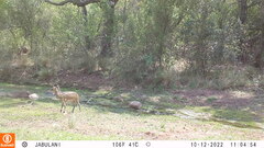 Oreotragus oreotragus