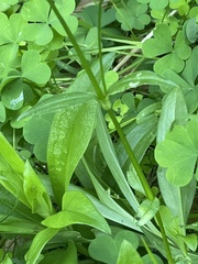 Dianthus chinensis × barbatus