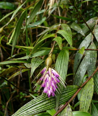 Elleanthus maculatus