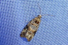 Lobesia botrana