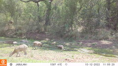 Oreotragus oreotragus